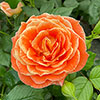 Patio Standard Rose Fab at 50