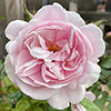 Patio Standard Rose Natasha Richardson