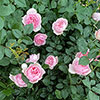 Patio Standard Rose Natasha Richardson