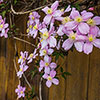 Clematis montana Elizabeth Clematis montana Elizabeth