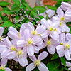 Clematis montana Elizabeth Clematis montana Elizabeth