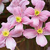 Clematis montana Elizabeth Clematis montana Elizabeth