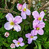 Clematis montana Elizabeth Clematis montana Elizabeth
