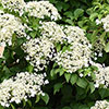 Climbing Hydrangea Climbing Hydrangea