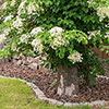 Climbing Hydrangea Climbing Hydrangea