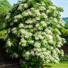 Climbing Hydrangea Climbing Hydrangea