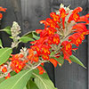 Colquhounia Nepalese Flame Colquhounia Nepalese Flame