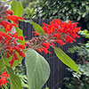 Colquhounia Nepalese Flame Colquhounia Nepalese Flame