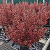 Coprosma Eclipse