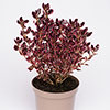 Coprosma Eclipse