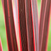 Cordyline Charlie Boy