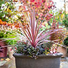 Cordyline Charlie Boy