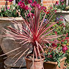 Cordyline Charlie Boy