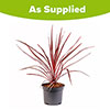Cordyline Charlie Boy