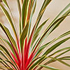 Cordyline Magic Star
