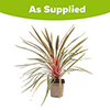 Cordyline Magic Star