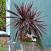 Cordyline Red Star