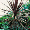 Cordyline Red Star