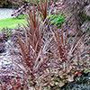 Cordyline Red Star