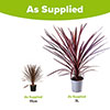 Cordyline Red Star