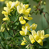 Coronilla Citrina Coronilla Citrina