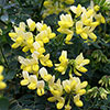 Coronilla Citrina Coronilla Citrina