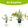 Coronilla Citrina Coronilla Citrina