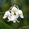 Clematis Winter Beauty Clematis Winter Beauty