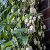 Clematis Winter Beauty Clematis Winter Beauty