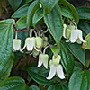 Clematis Winter Beauty Clematis Winter Beauty