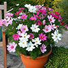 Cosmos Sonata Mixed Cosmos Sonata Mixed