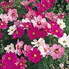 Cosmos Sonata Mixed Cosmos Sonata Mixed
