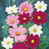 Cosmos Sonata Mixed Cosmos Sonata Mixed