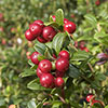 Cranberry Pilgrim Cranberry Pilgrim