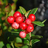 Cranberry Pilgrim Cranberry Pilgrim