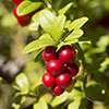 Cranberry Pilgrim Cranberry Pilgrim