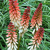 Red Hot Poker Kniphofia Orange Vanilla Popsicle Red Hot Poker Kniphofia Orange Vanilla Popsicle