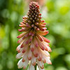 Red Hot Poker Kniphofia Orange Vanilla Popsicle Red Hot Poker Kniphofia Orange Vanilla Popsicle