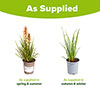 Red Hot Poker Kniphofia Orange Vanilla Popsicle Red Hot Poker Kniphofia Orange Vanilla Popsicle