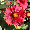 Gaillardia x grandiflora Arizona Red Shades