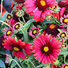Gaillardia x grandiflora Arizona Red Shades
