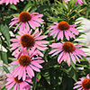 Echinacea Magnus Echinacea Magnus