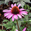 Echinacea Magnus Echinacea Magnus