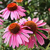 Echinacea Magnus Echinacea Magnus