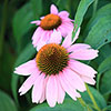 Echinacea Magnus Echinacea Magnus
