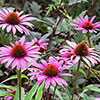 Echinacea Magnus Echinacea Magnus