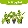 Hardy Gerbera Garvinea Bright Collection Hardy Gerbera Garvinea Bright Collection