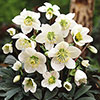 Hellebore Christmas Carol Hellebore Christmas Carol