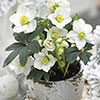 Hellebore Christmas Carol Hellebore Christmas Carol