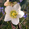 Hellebore Christmas Carol Hellebore Christmas Carol